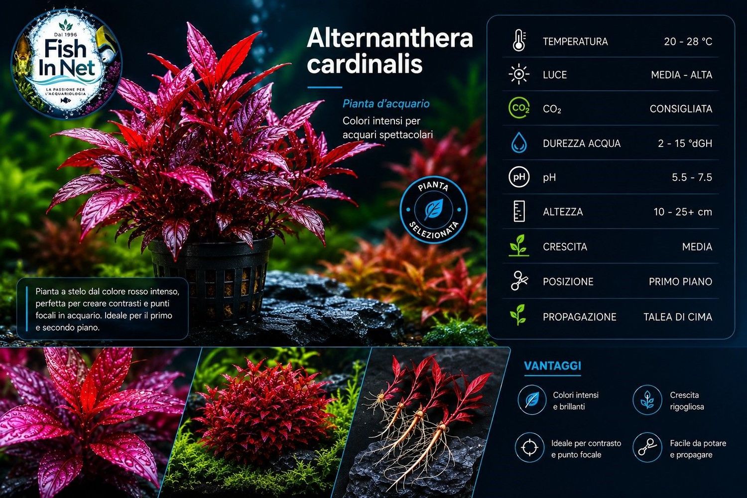 Alternanthera cardinalis Alternanthera cardinalis