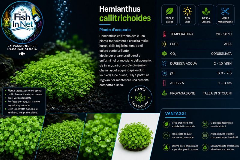 Hemianthus callitrichoides
