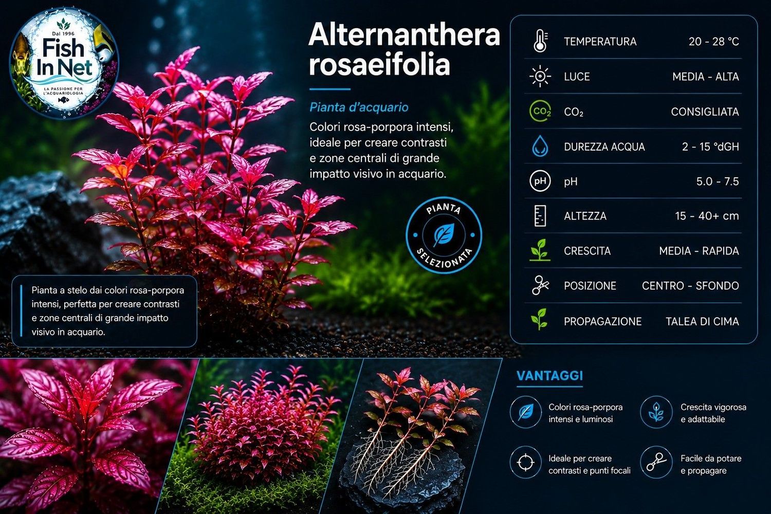 Alternanthera rosaeifolia Alternanthera rosaeifolia