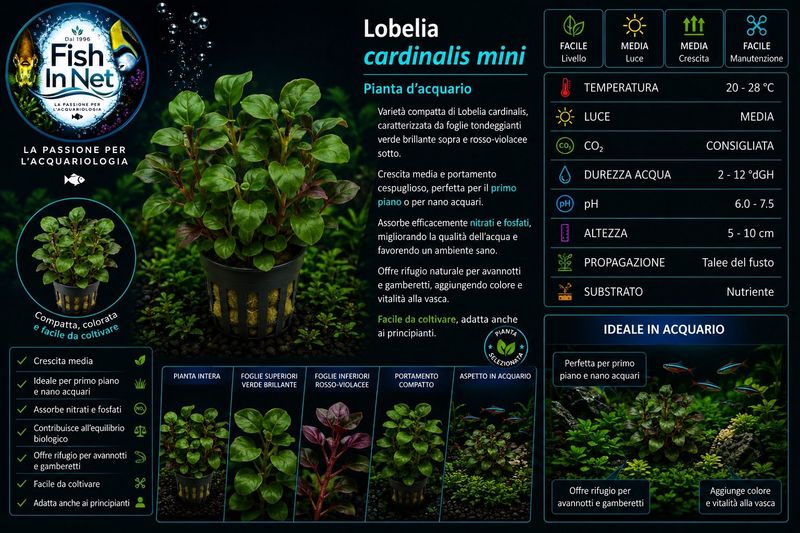 Lobelia cardinalis mini