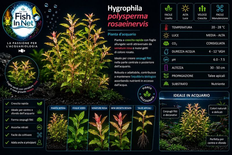 Hygrophila polysperma rosaeinervis
