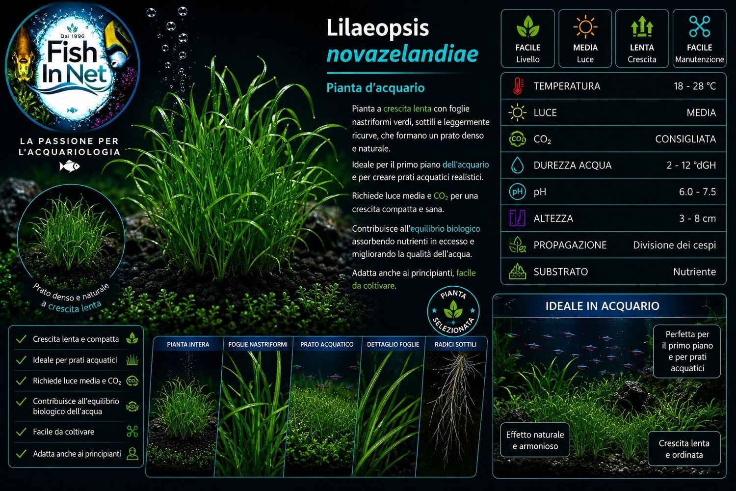 Lilaeopsis novazelandiae Lilaeopsis novazelandiae