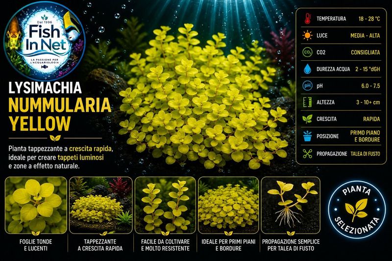 Lysimachia nummularia yellow