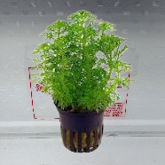 LIMNOPHILA SESSIFLORA LIMNOPHILA SESSIFLORA