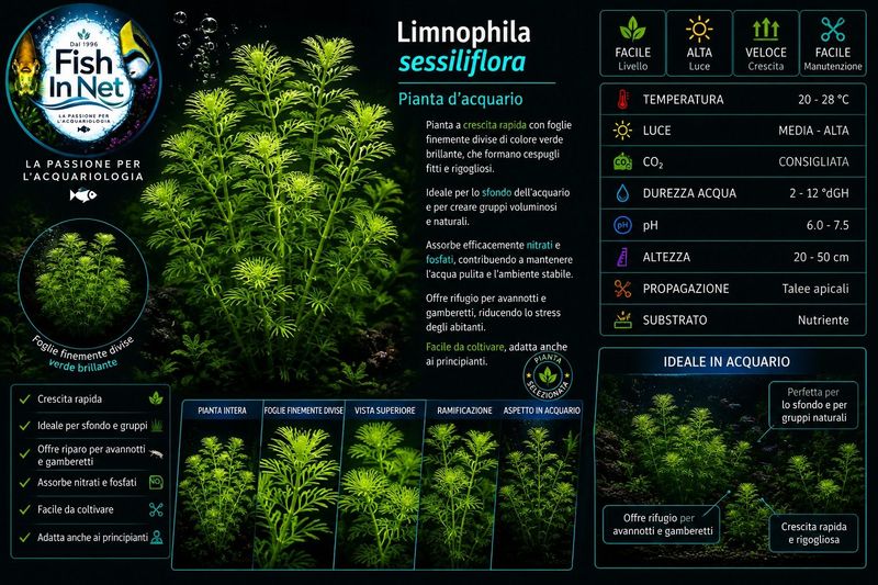 LIMNOPHILA SESSIFLORA