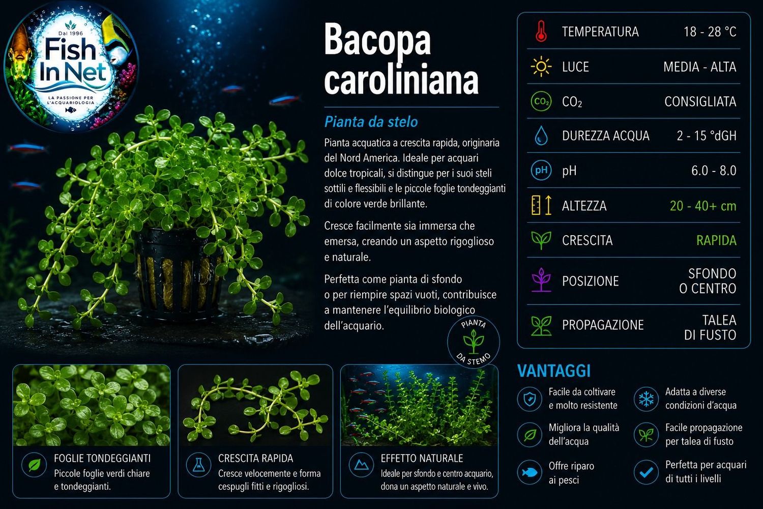 Bacopa caroliniana Bacopa caroliniana