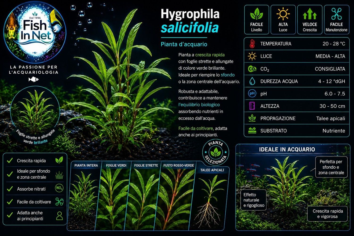 Hygrophila salicifolia Hygrophila salicifolia