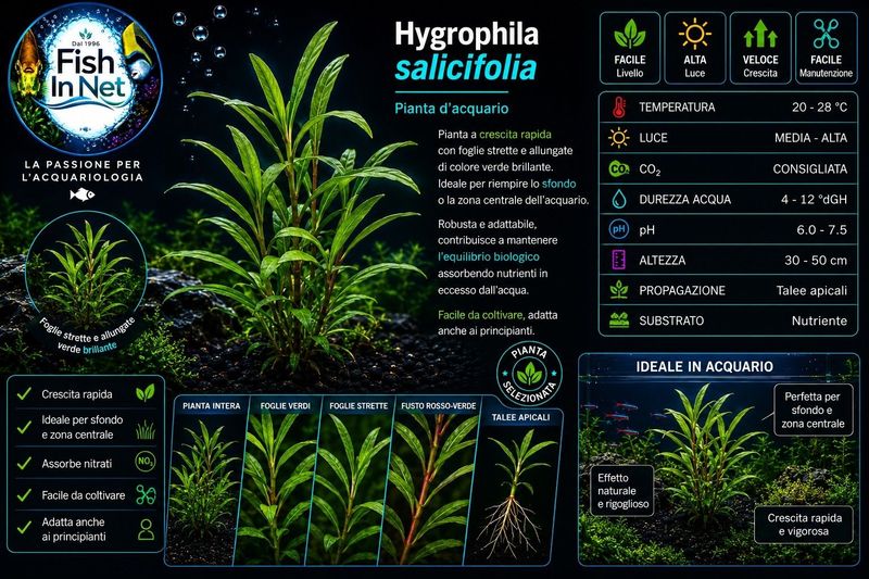 Hygrophila salicifolia