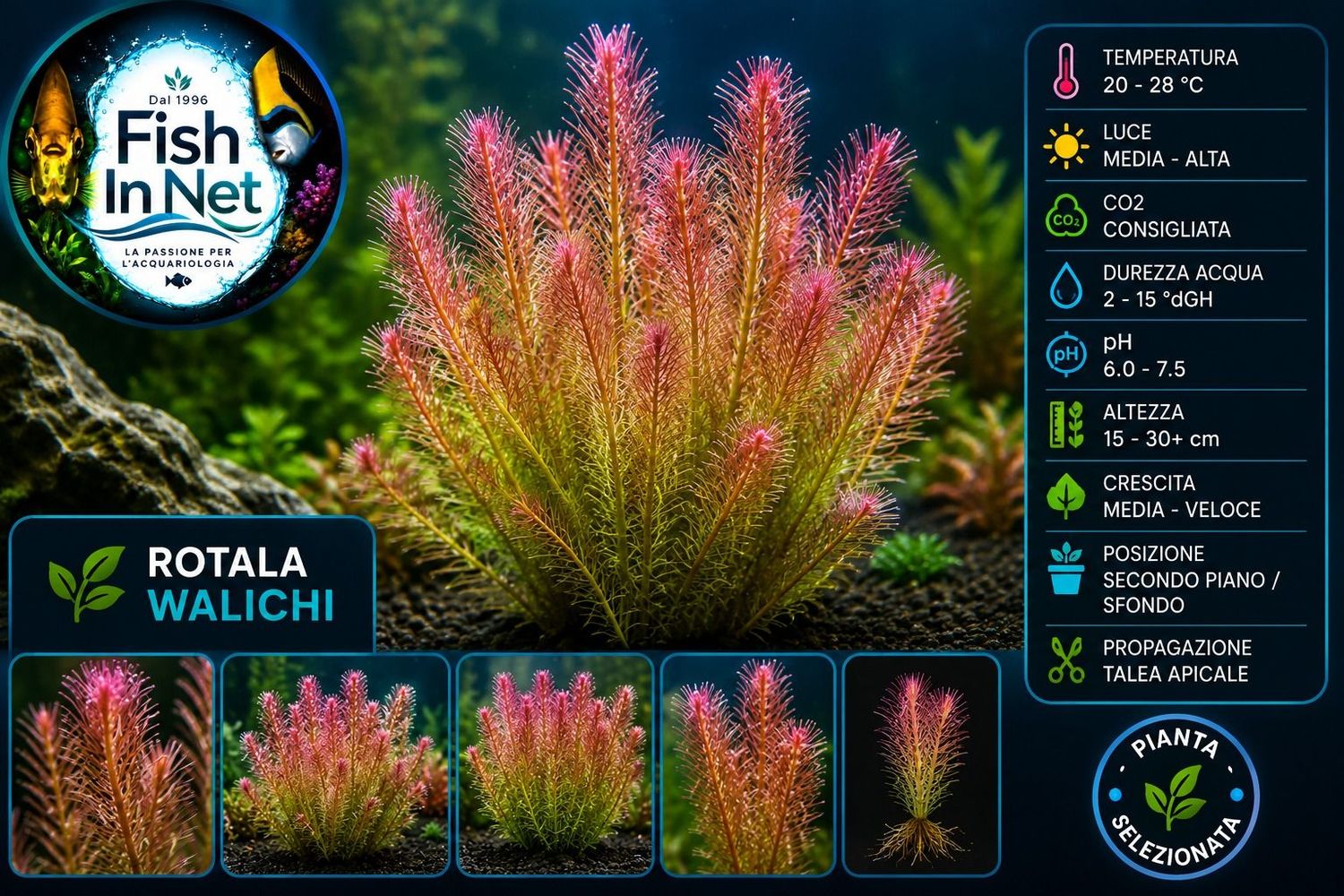 Rotala walichi Rotala walichi