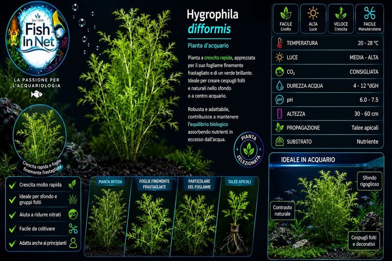 Hygrophila difformis