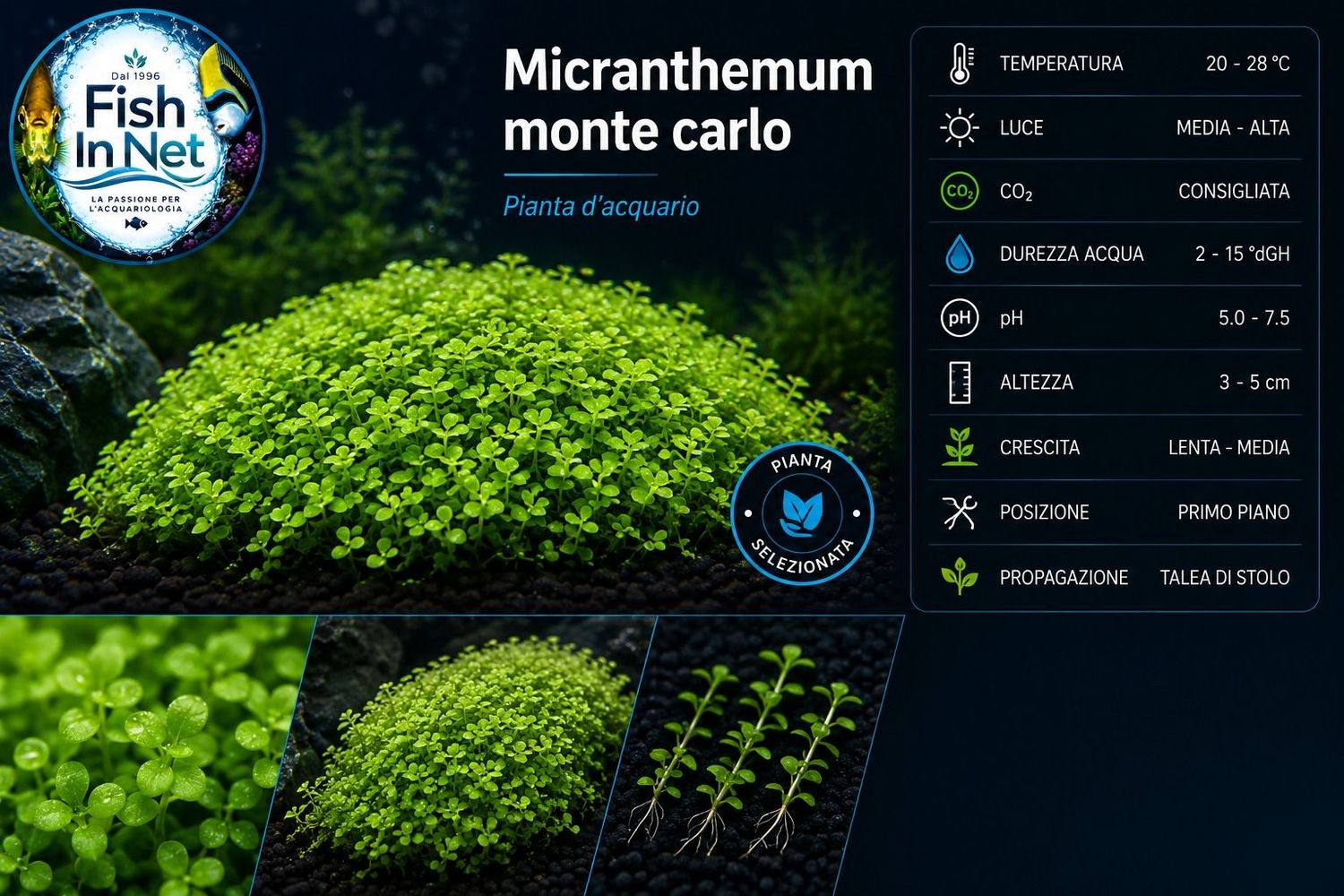 MICRANTHEMUM MONTE CARLO MICRANTHEMUM MONTE CARLO
