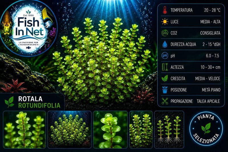 Rotala Rotundifolia