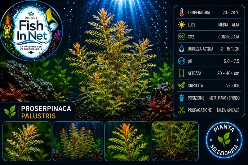 Proserpinaca palustris Proserpinaca palustris