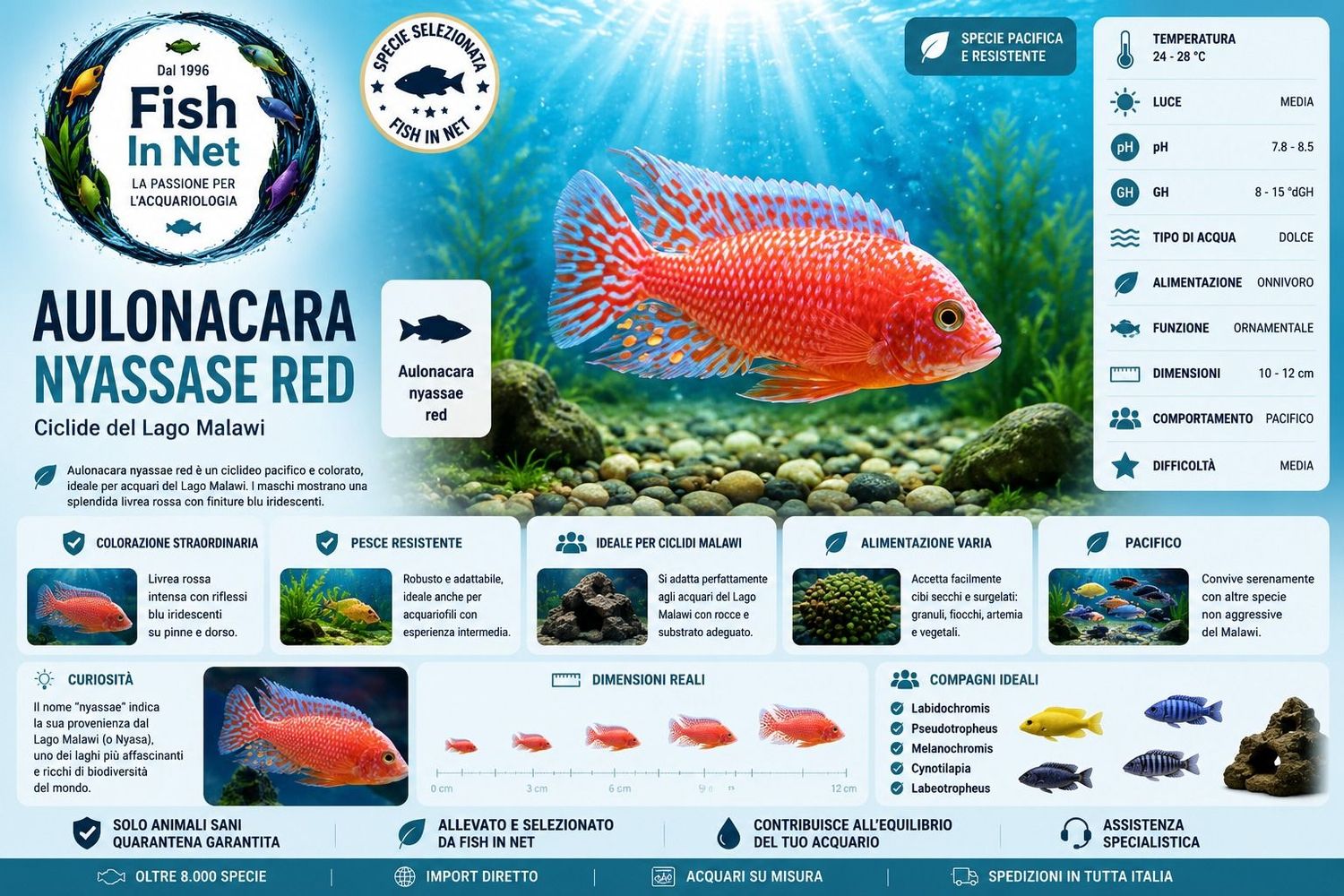 AULONACARA NYASSASE RED SM AULONACARA NYASSASE RED SM
