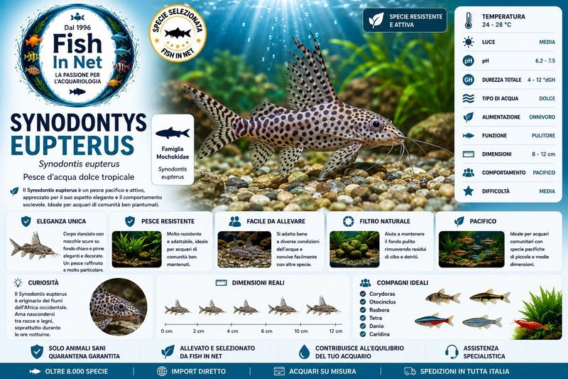 SYNODONTYS EUPTERUS