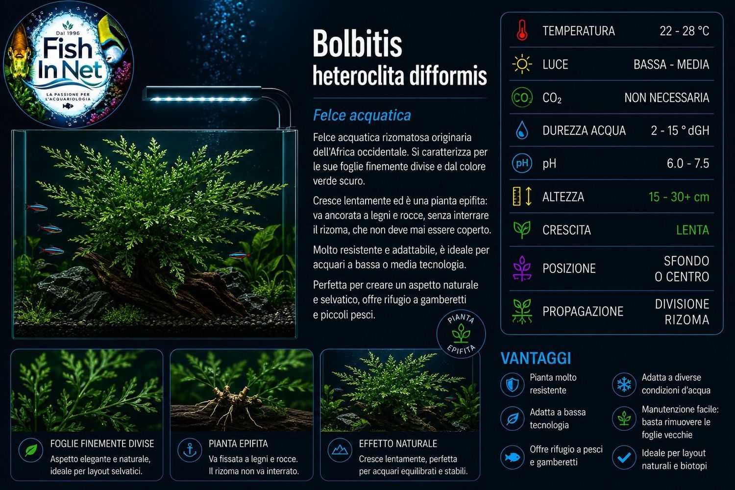 BOLBITIS HETEROCLITA DIFFORMIS BOLBITIS HETEROCLITA DIFFORMIS
