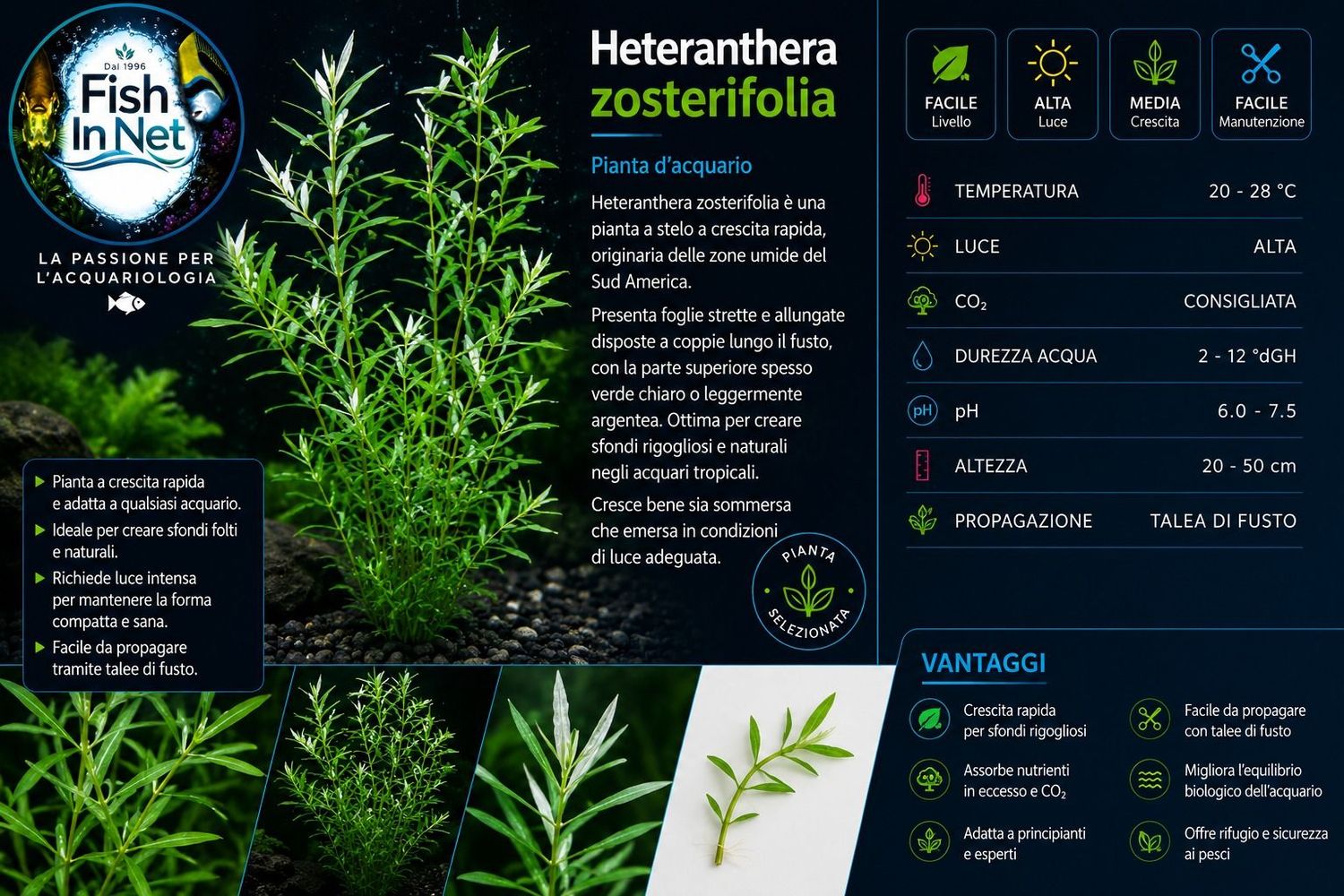 HETERANTHERA ZOOSTERIFOLIA HETERANTHERA ZOOSTERIFOLIA