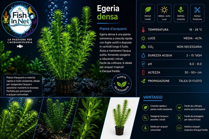 EGERIA DENSA - in mazzetto
