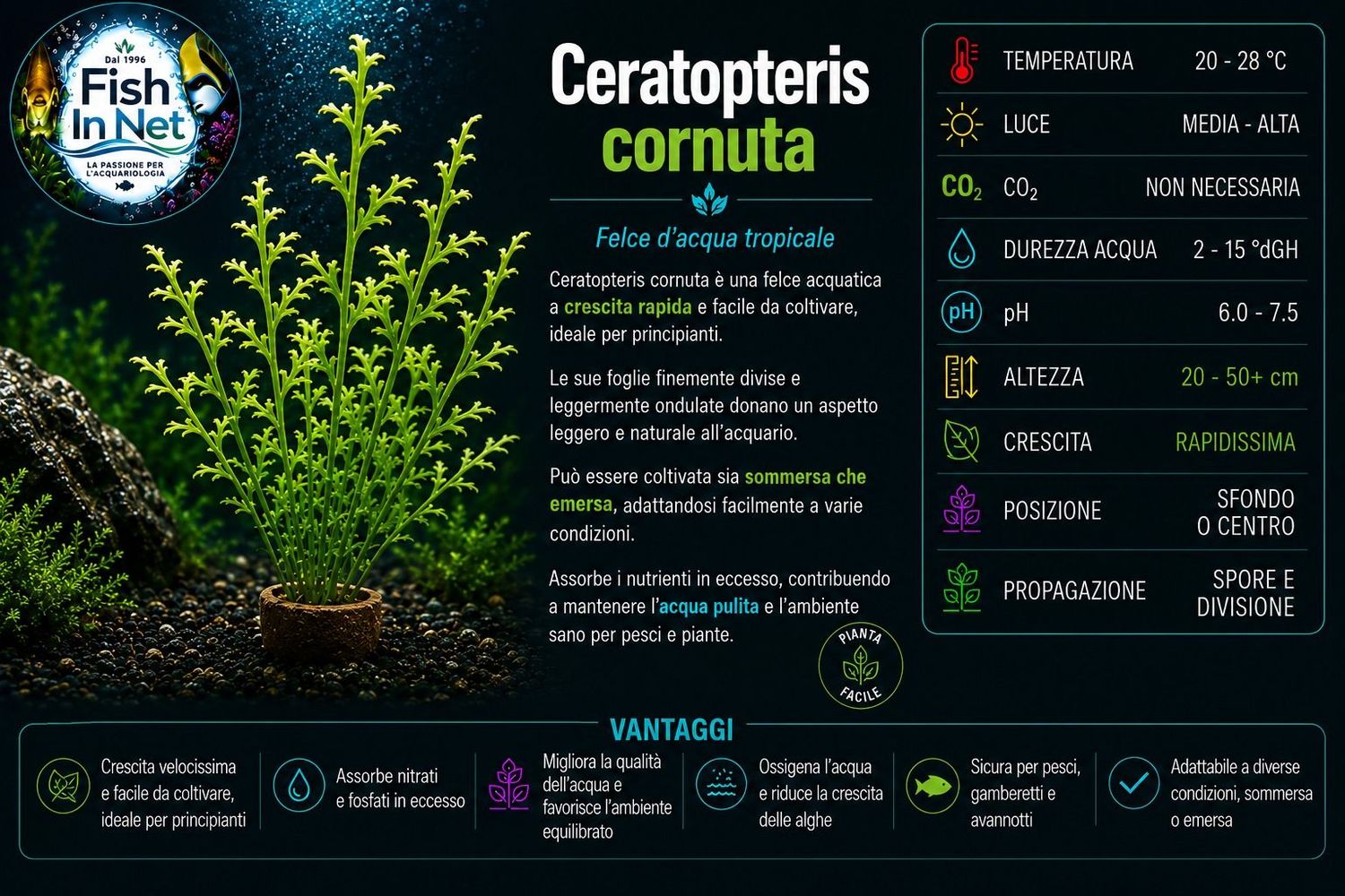 Ceratopteris Cornuta