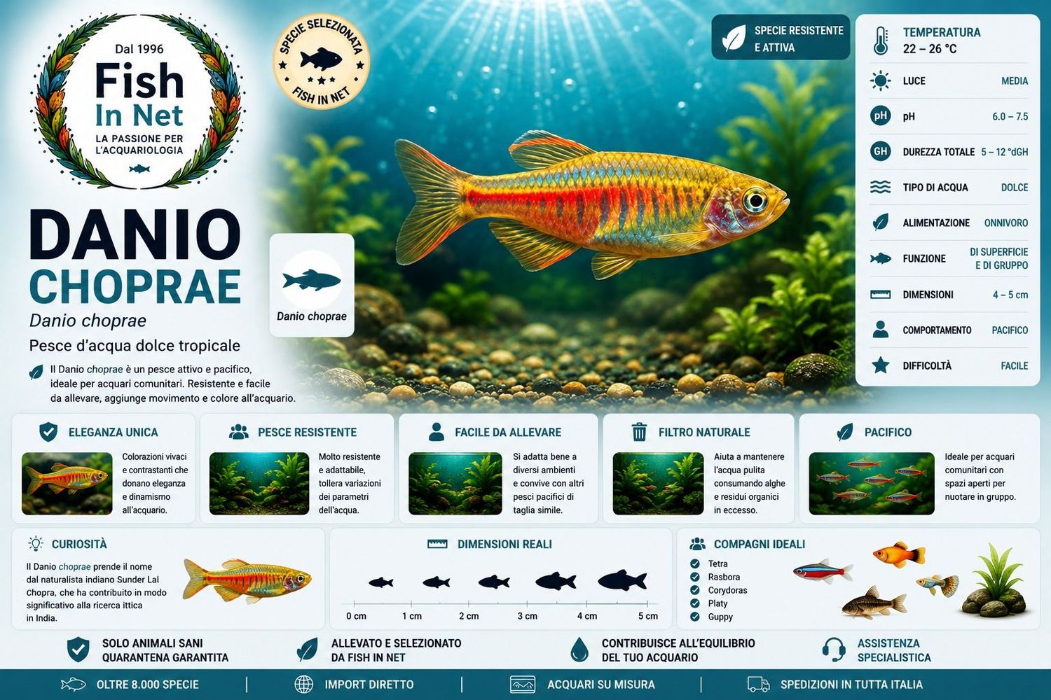 DANIO CHOPRAE DANIO CHOPRAE