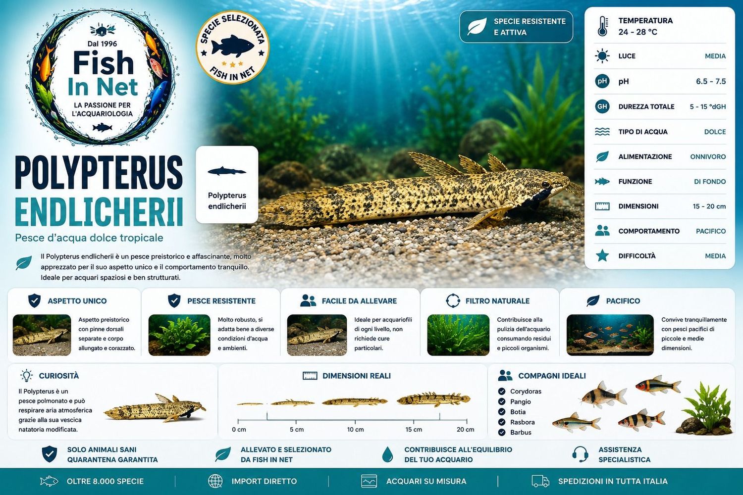 POLYPTERUS ENDLICHERII POLYPTERUS ENDLICHERII