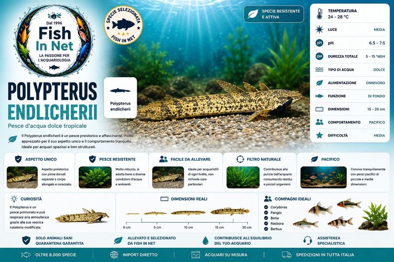POLYPTERUS ENDLICHERII
