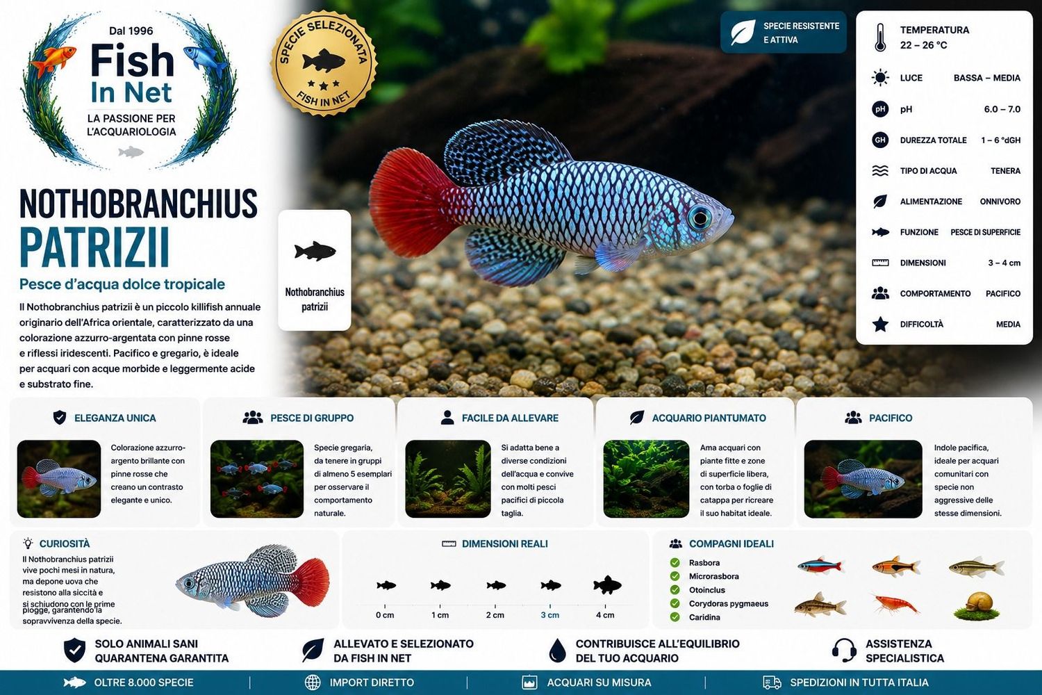 NOTHOBRANCHIUS PATRIZII NOTHOBRANCHIUS PATRIZII