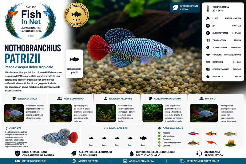 NOTHOBRANCHIUS PATRIZII