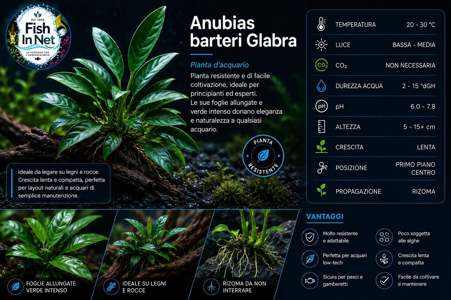 Anubias barteri Glabra Anubias barteri Glabra