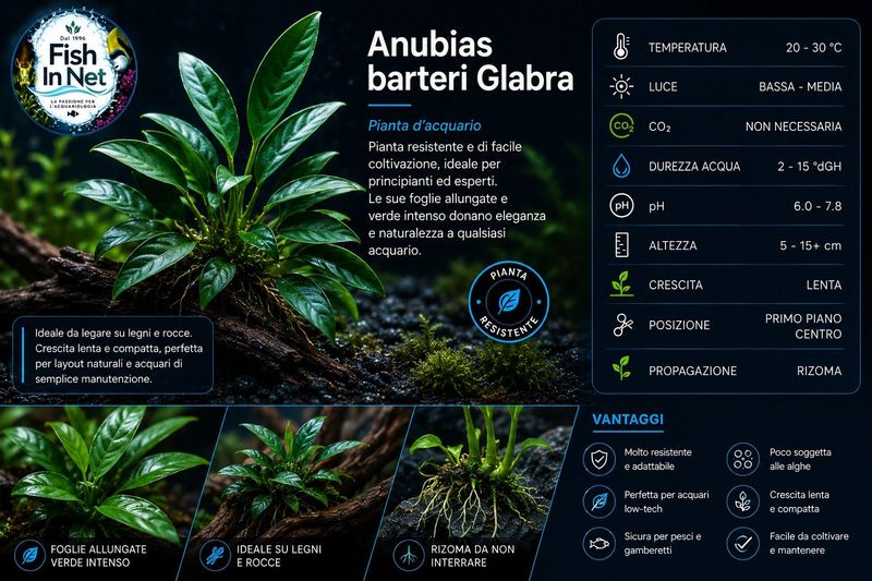 Anubias barteri Glabra