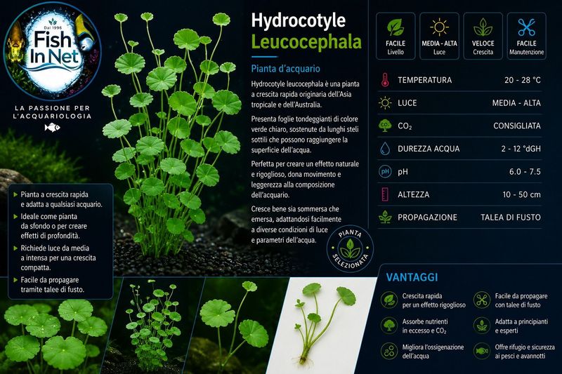 Hydrocotyle Leucocephala