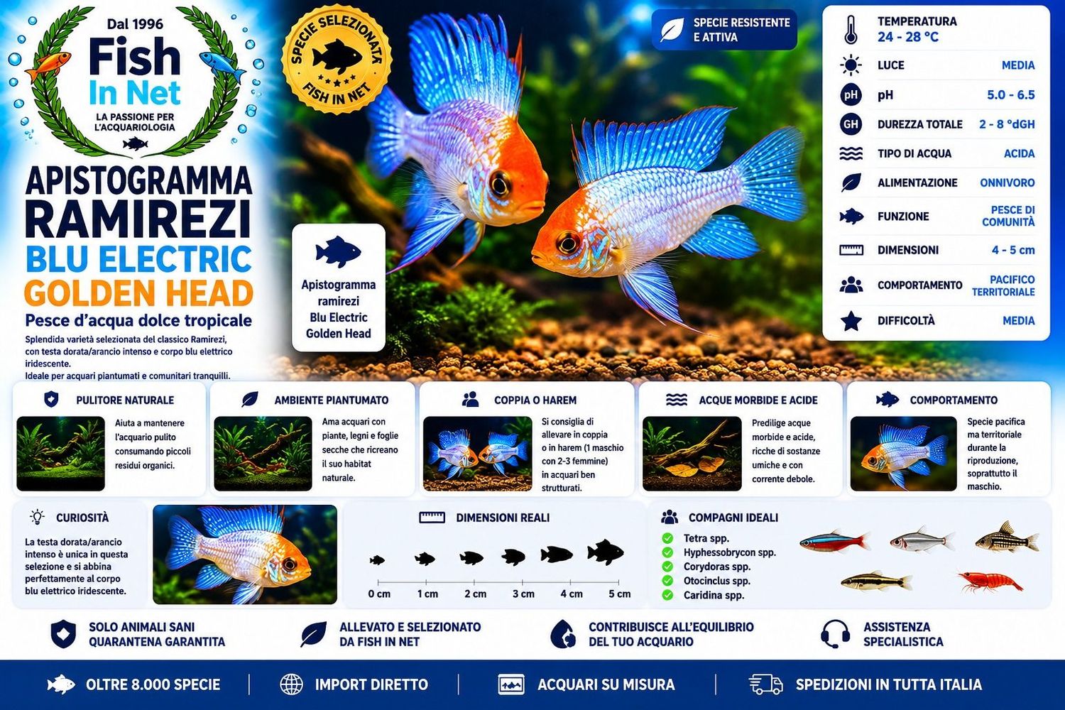 APISTOGRAMMA RAMIREZI BLU ELECTRIC GOLDEN HEAD APISTOGRAMMA RAMIREZI BLU ELECTRIC GOLDEN HEAD