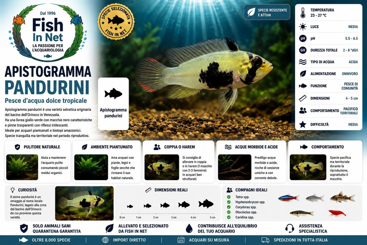 APISTOGRAMMA PANDURINI SM