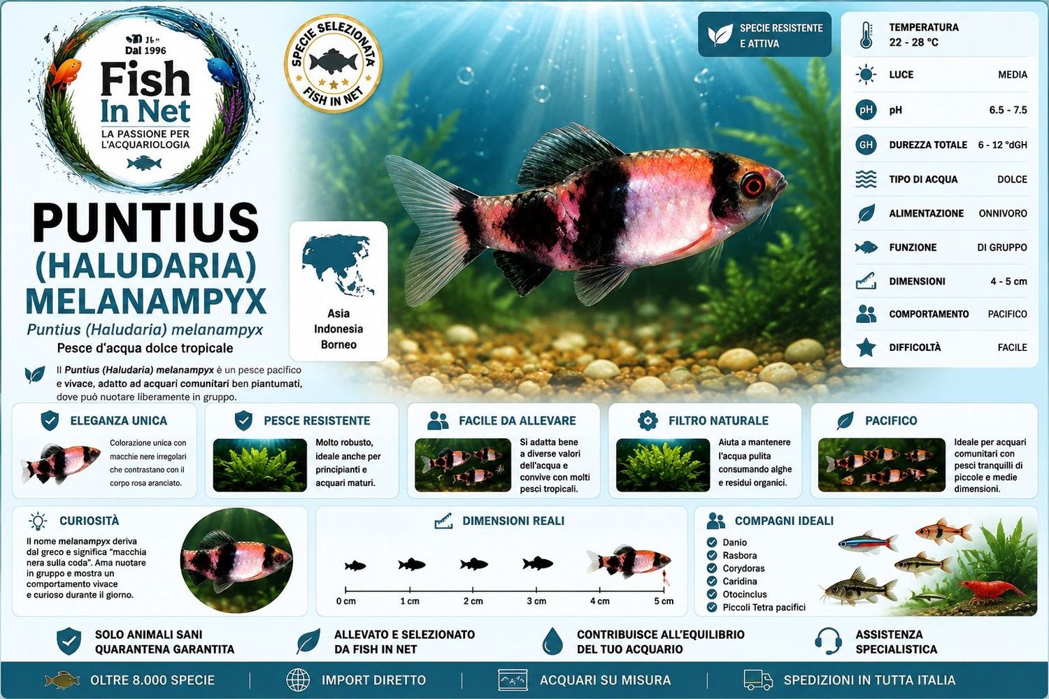 PUNTIUS (HALUDARIA) MELANAMPYX PUNTIUS (HALUDARIA) MELANAMPYX