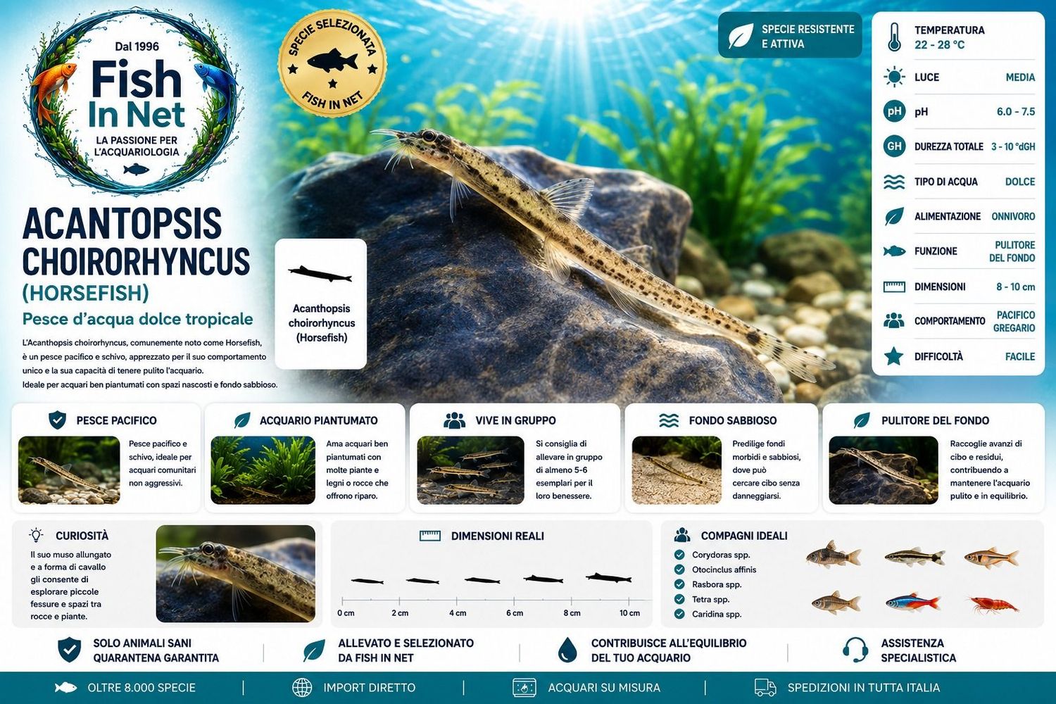 ACANTOPSIS CHOIRORHYNCUS - HORSEFISH ACANTOPSIS CHOIRORHYNCUS - HORSEFISH