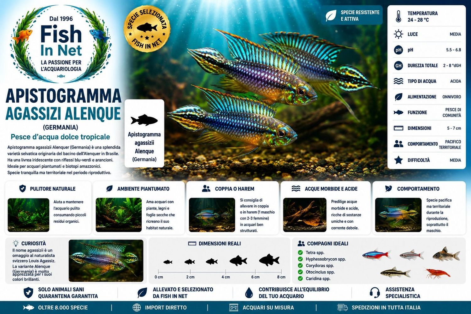 APISTOGRAMMA AGASSIZI ALENQUE (GERMANIA)