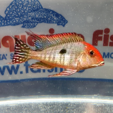 GEOPHAGUS RED HEAD RIO TAPAJOS 7/8 CM