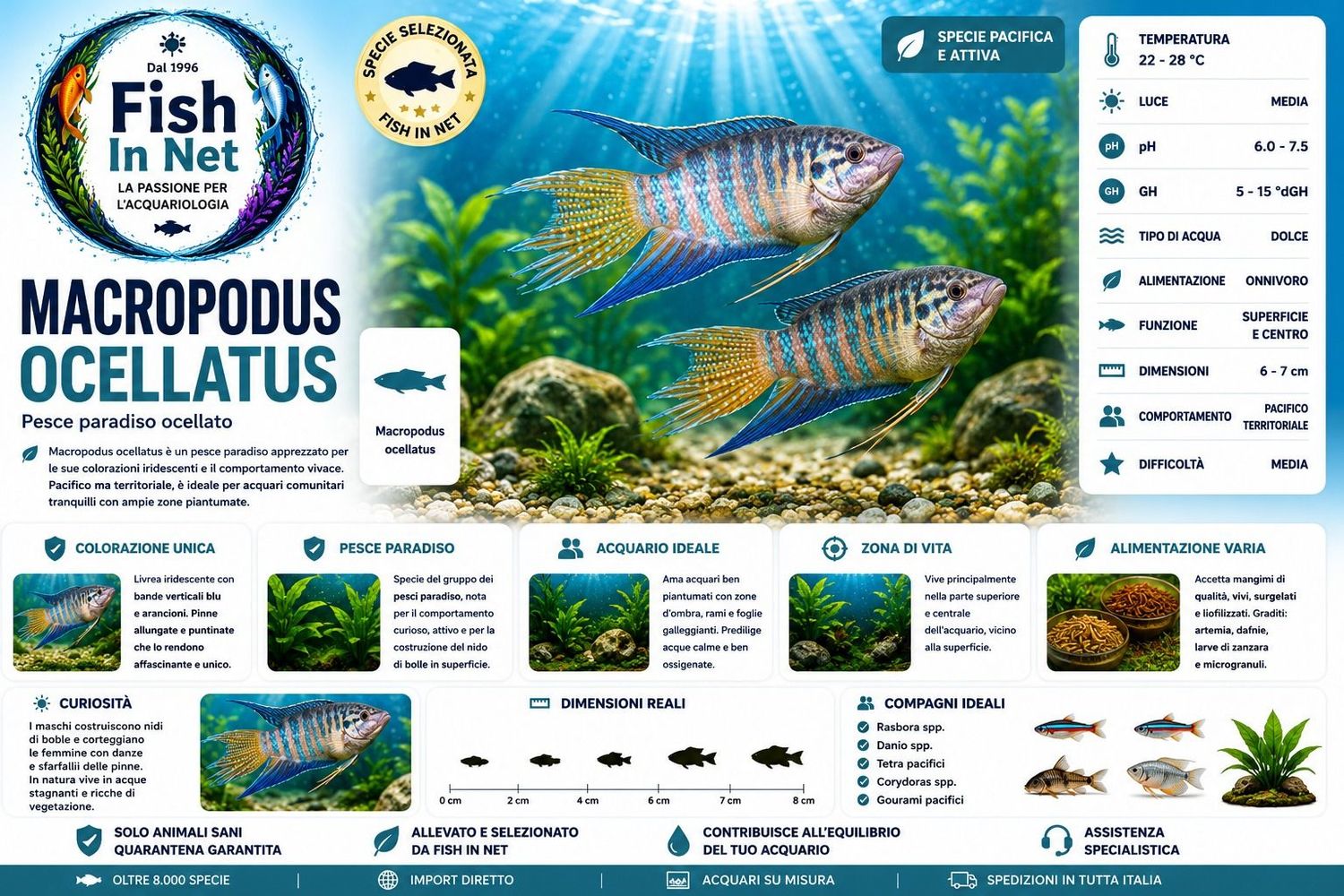 MACROPODUS OCELLATUS SM MACROPODUS OCELLATUS SM