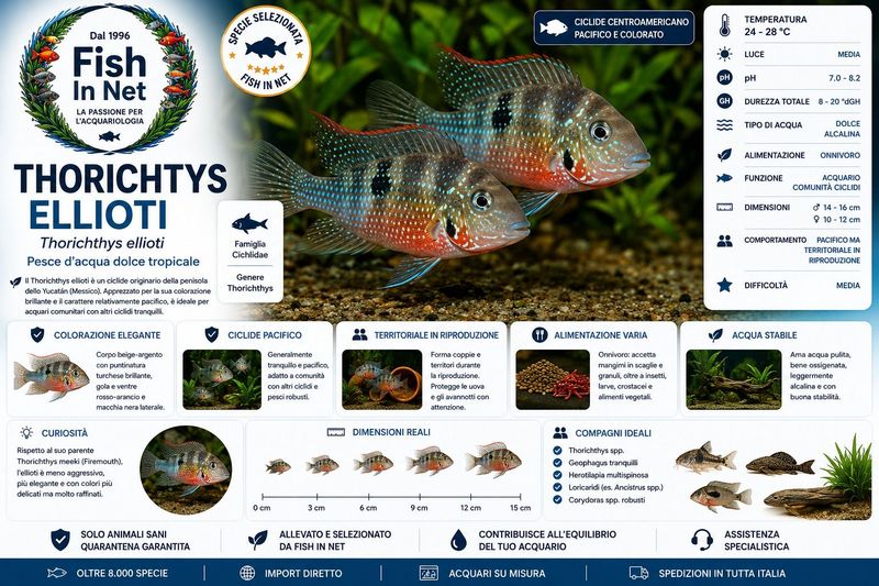 THORICHTYS ELLIOTI md THORICHTYS ELLIOTI md