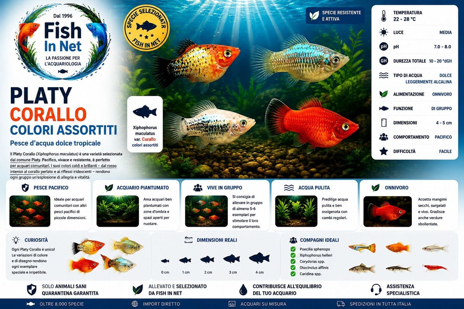 PLATY CORALLO COLORI ASSORTITI