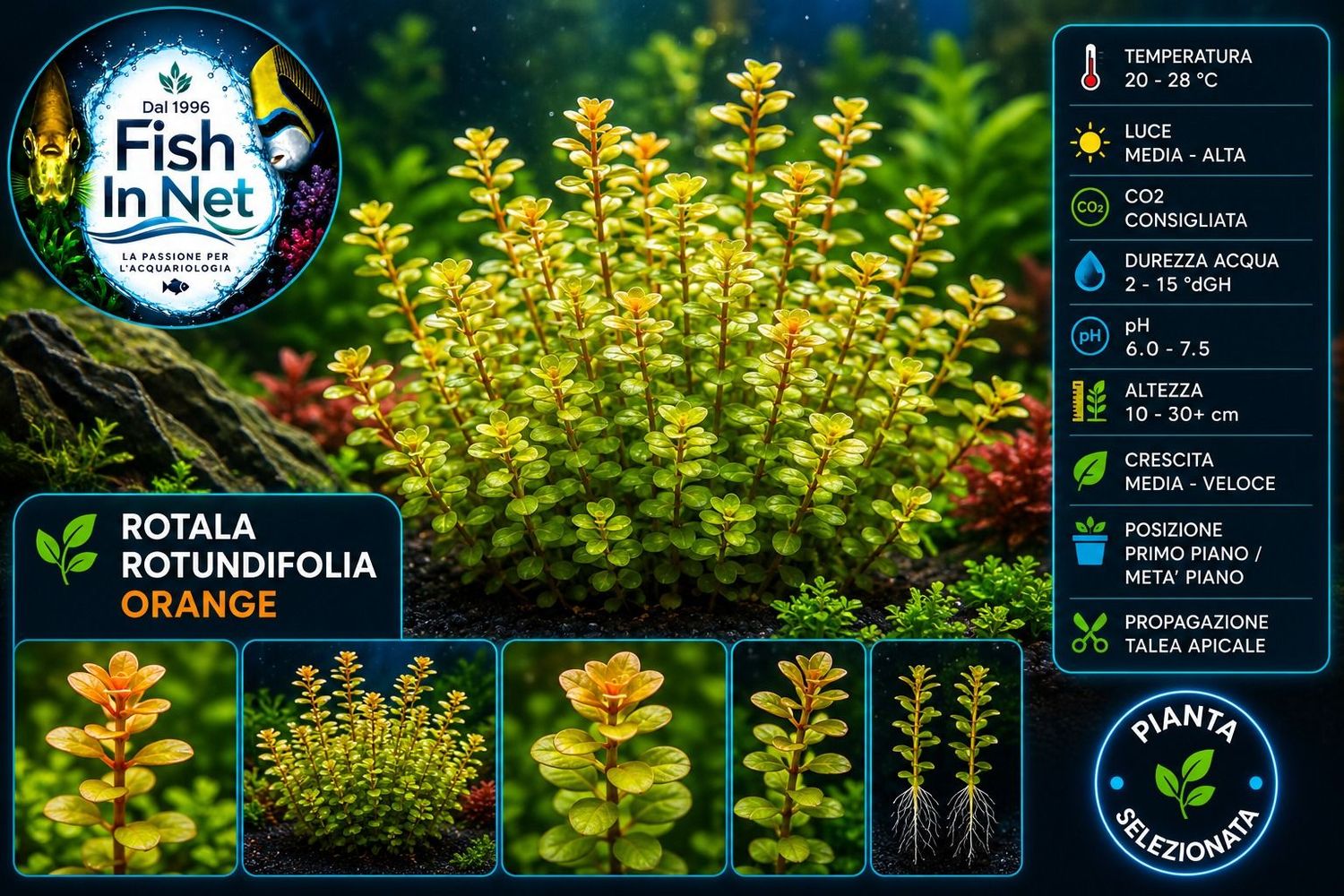 Rotala Rotundifolia Orange Juice