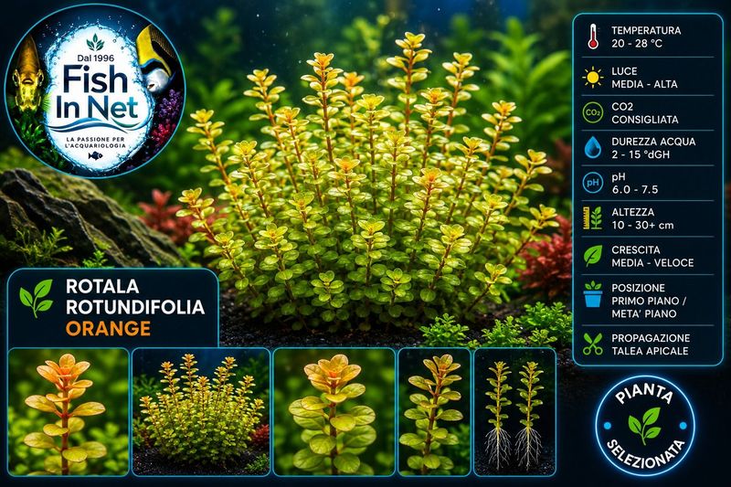 Rotala Rotundifolia Orange Juice