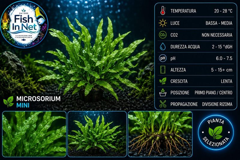 Microsorium mini NEW