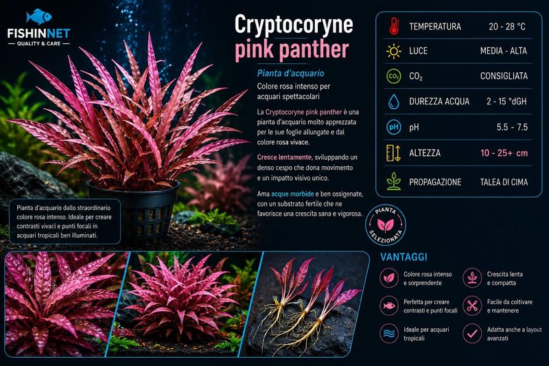 Cryptocoryne pink panther Cryptocoryne pink panther