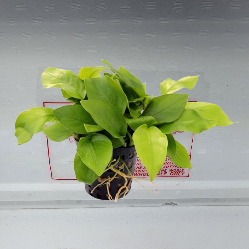 Anubias nana yellow heart