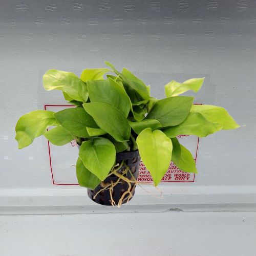 Anubias nana yellow heart