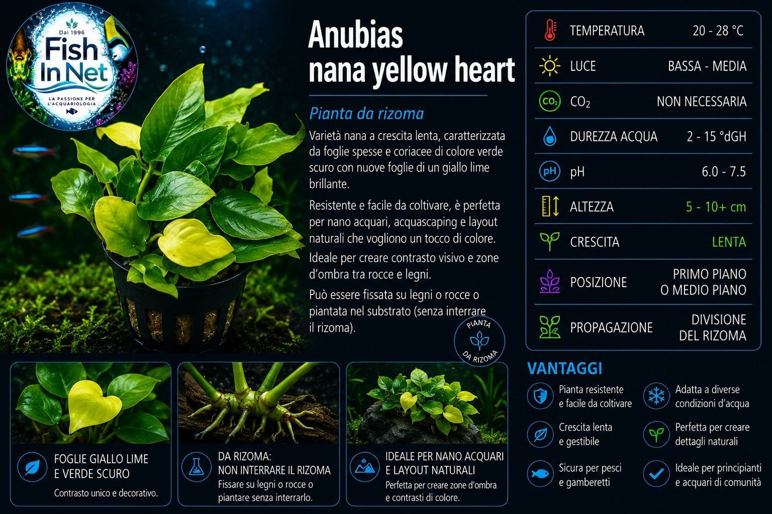 Anubias nana yellow heart Anubias nana yellow heart