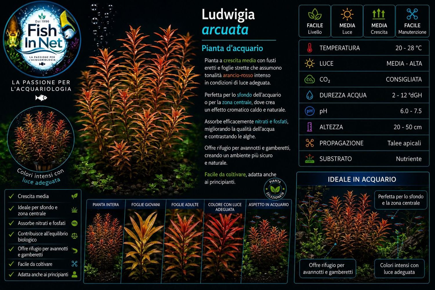 Ludwigia arcuata