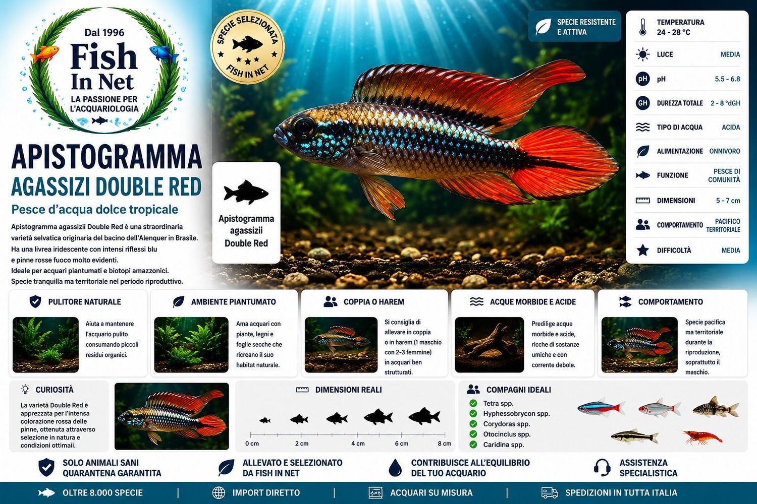 APISTOGRAMMA AGASSIZI DOUBLE RED SM APISTOGRAMMA AGASSIZI DOUBLE RED SM