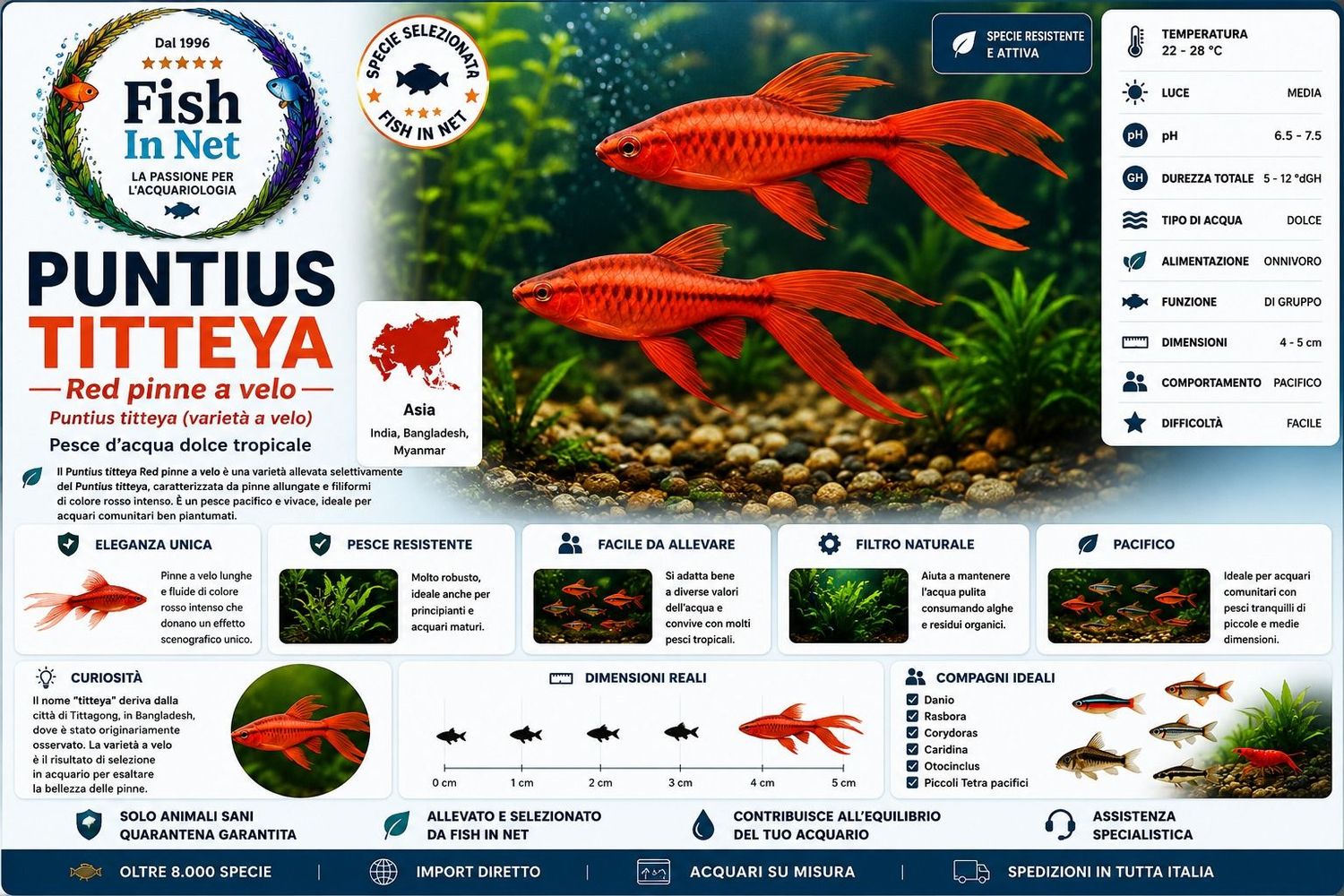 PUNTIUS TITTEYA - RED PINNE A VELO PUNTIUS TITTEYA - RED PINNE A VELO